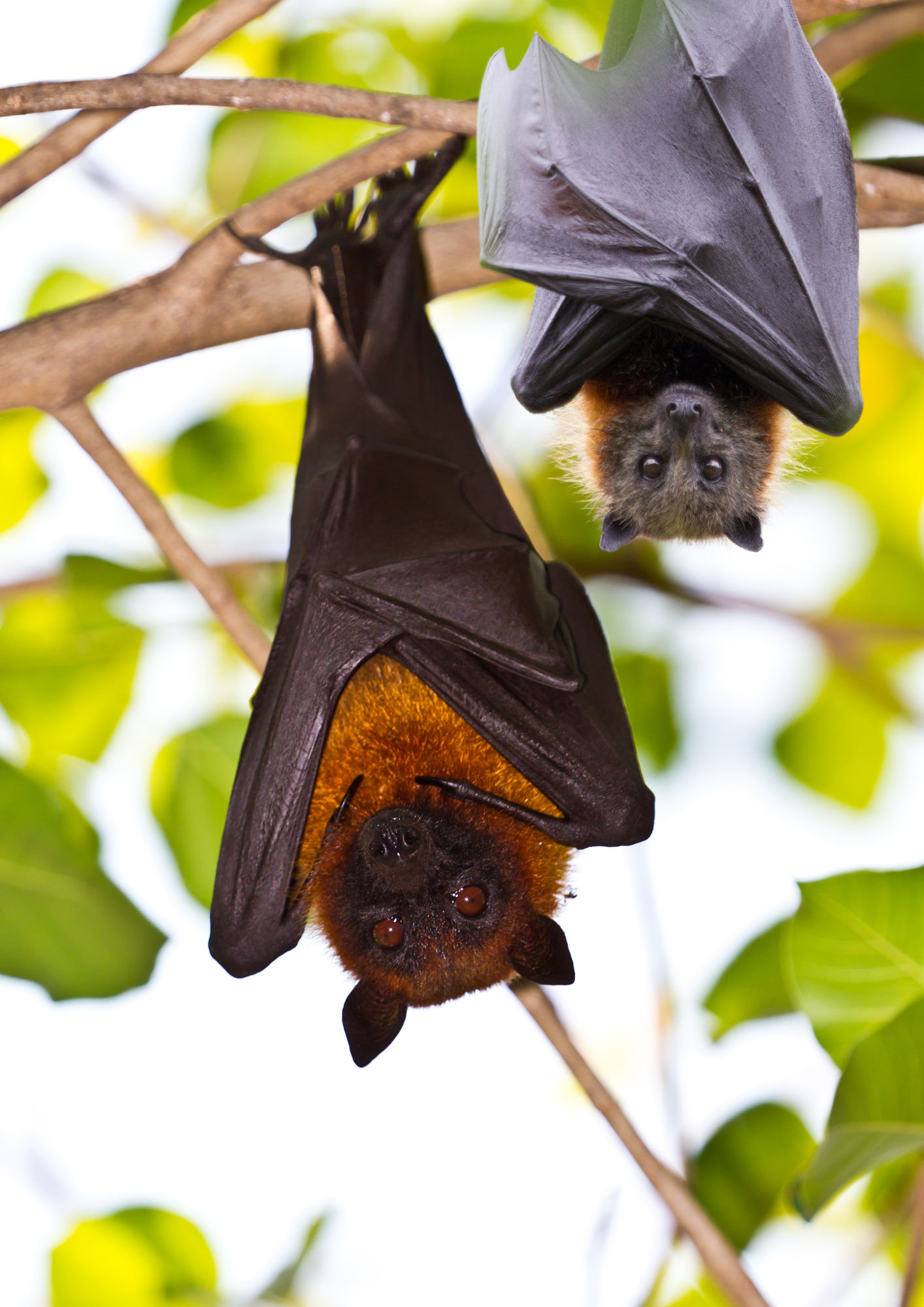 6 août • Balade Nature : Chauve-Souris